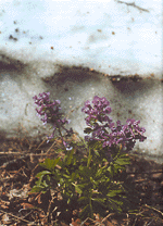 Хохлатки - первые цветы весны
