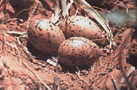 Гнездо кулика-сороки расположено над речным обрывом