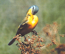 Желтые трясогузки - птицы опрятные