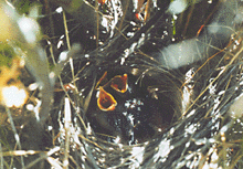 Гнездо пеночки